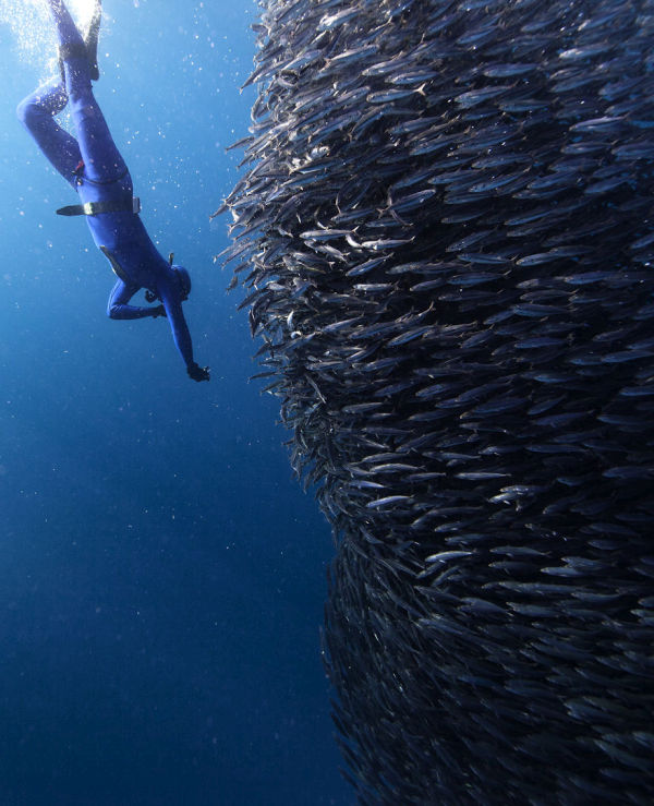 Underwater photography by Jorge Cervera Hauser