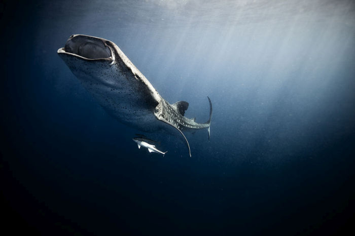 Underwater photography by Jorge Cervera Hauser