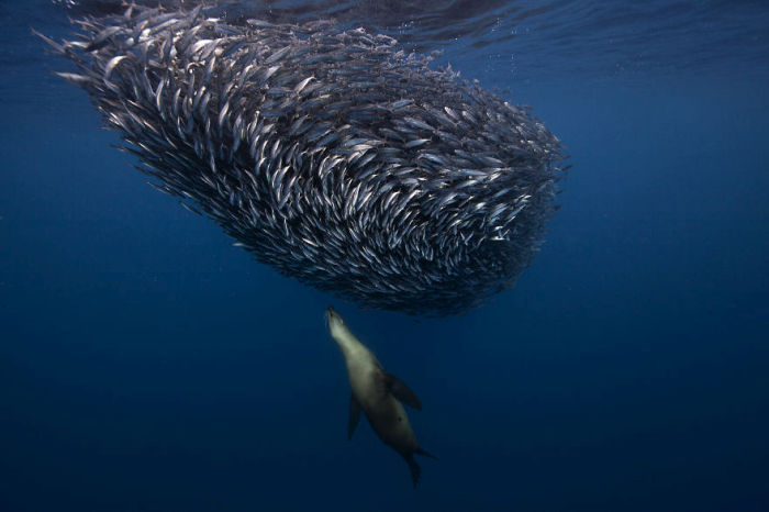 Underwater photography by Jorge Cervera Hauser