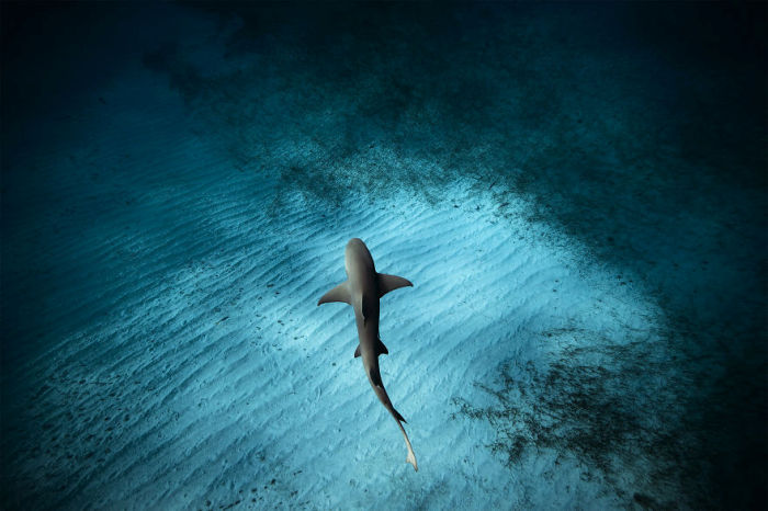 Underwater photography by Jorge Cervera Hauser