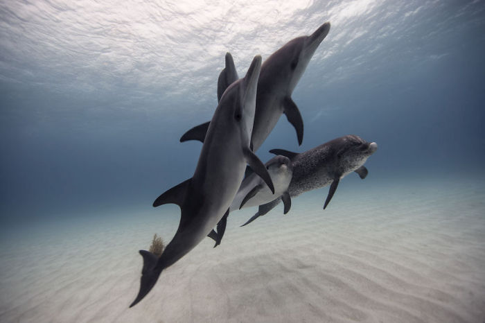 Underwater photography by Jorge Cervera Hauser