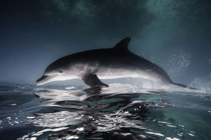 Underwater photography by Jorge Cervera Hauser