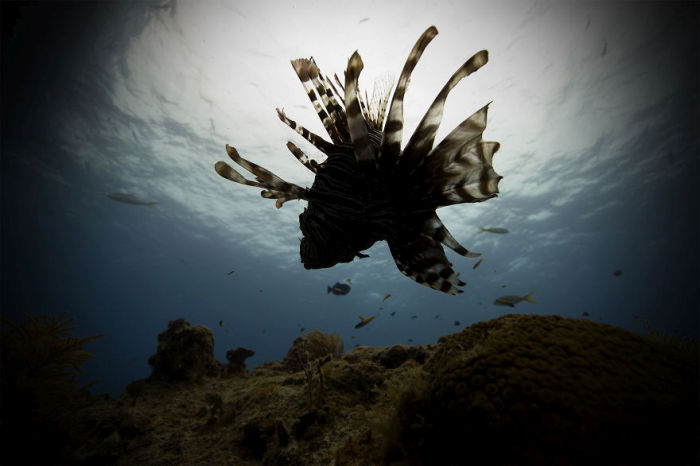 Underwater photography by Jorge Cervera Hauser