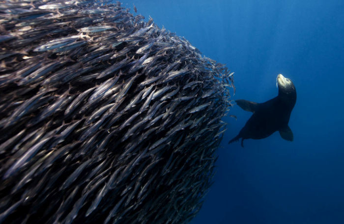 Underwater photography by Jorge Cervera Hauser