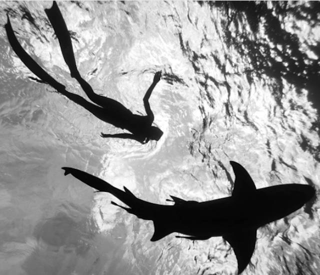 Underwater photography by Rava Ray