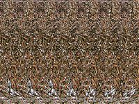 TopRq.com search results: Stereo images