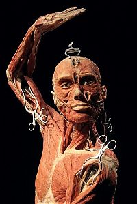 Art & Creativity: Body Worlds exhibition, Gunther von Hagens