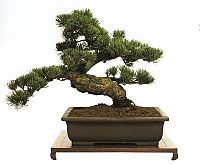 Art & Creativity: Bonsai art