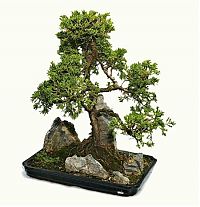 Art & Creativity: Bonsai art