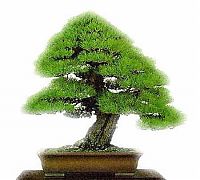 Art & Creativity: Bonsai art