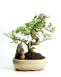 Art & Creativity: Bonsai art