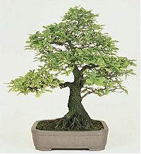 Art & Creativity: Bonsai art