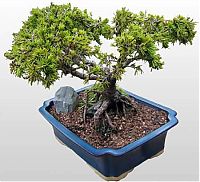 TopRq.com search results: Bonsai art