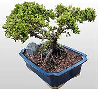 Art & Creativity: Bonsai art