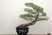 Art & Creativity: Bonsai art