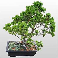 Art & Creativity: Bonsai art