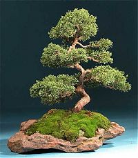 TopRq.com search results: Bonsai art