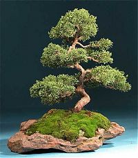 Art & Creativity: Bonsai art