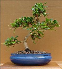 TopRq.com search results: Bonsai art