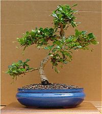 Art & Creativity: Bonsai art