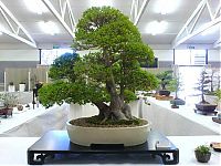 Art & Creativity: Bonsai art