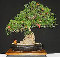 TopRq.com search results: Bonsai art