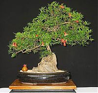 Art & Creativity: Bonsai art