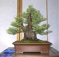 Art & Creativity: Bonsai art