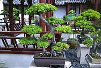 Art & Creativity: Bonsai art