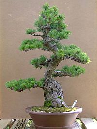 Art & Creativity: Bonsai art