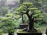 Art & Creativity: Bonsai art