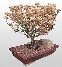 TopRq.com search results: Bonsai art