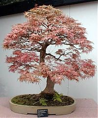 Art & Creativity: Bonsai art