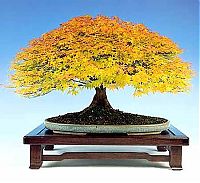 Art & Creativity: Bonsai art