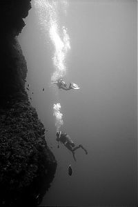 TopRq.com search results: Underwater photography by Carlos Franco