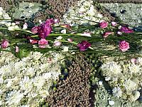 TopRq.com search results: Flower carpets