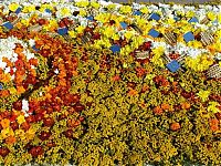 TopRq.com search results: Flower carpets