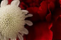 Art & Creativity: macro photography