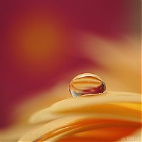 Art & Creativity: macro photography