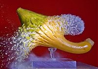 Art & Creativity: High-speed photography art with Nikon D40