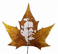 Art & Creativity: pictures on the leaves