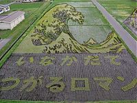 Art & Creativity: japanese rice pictures