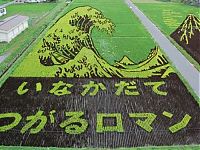 Art & Creativity: japanese rice pictures