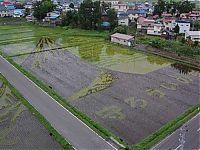 Art & Creativity: japanese rice pictures