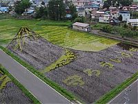 Art & Creativity: japanese rice pictures