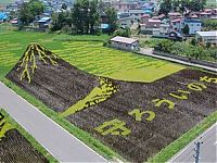 Art & Creativity: japanese rice pictures