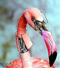 TopRq.com search results: animal cyborg