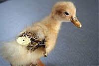 TopRq.com search results: Mechanical taxidermy