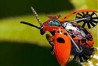 Art & Creativity: cyborg animal and insect