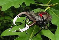 Art & Creativity: cyborg animal and insect